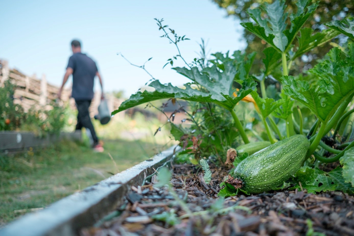 jardin_participatif.jpg